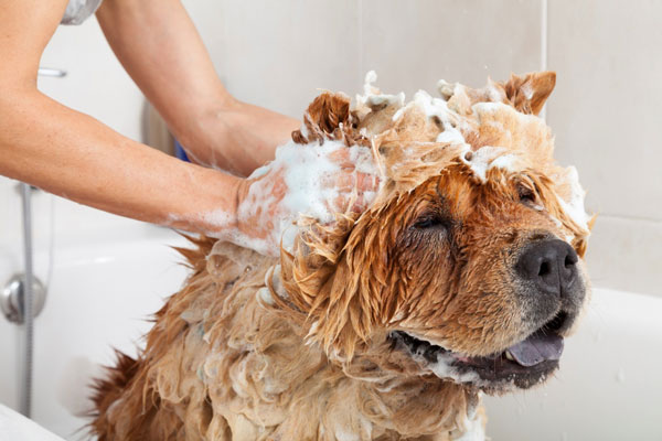 Tắm cho thú cưng là việc vô cùng quan trọng