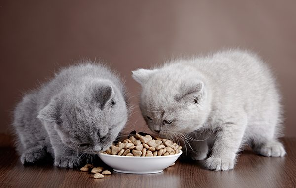 Tìm hiểu các loại mèo thích ăn nhất hiện nay