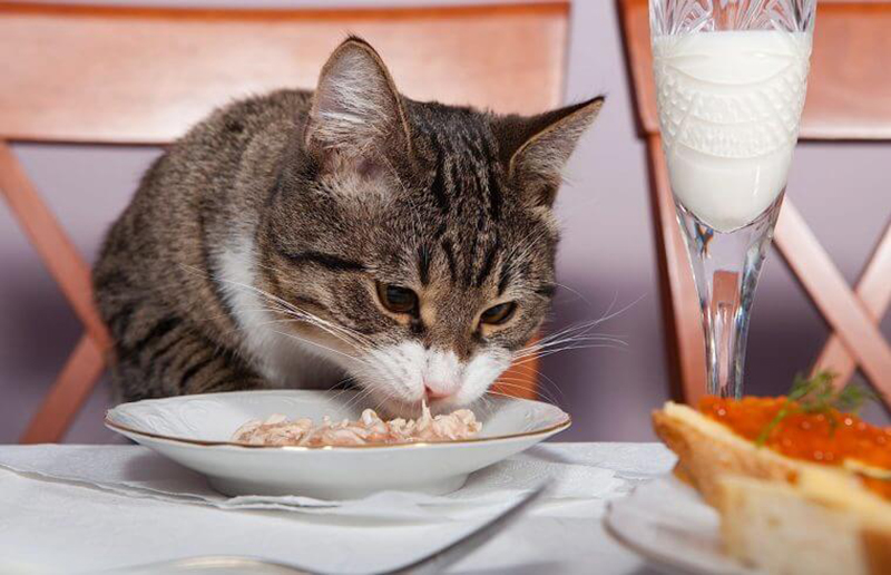 Mèo nên ăn gì sau phẫu thuật
