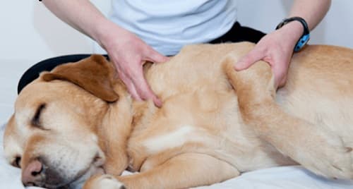 Massage cho thú cưng