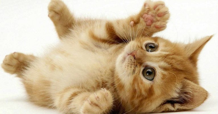 10 điều cấm kỵ khi nuôi mèo là gì?