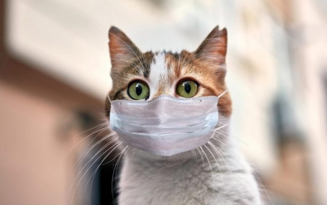 Tổng hợp các cách phòng ngừa bệnh mèo rất dễ mắc phải