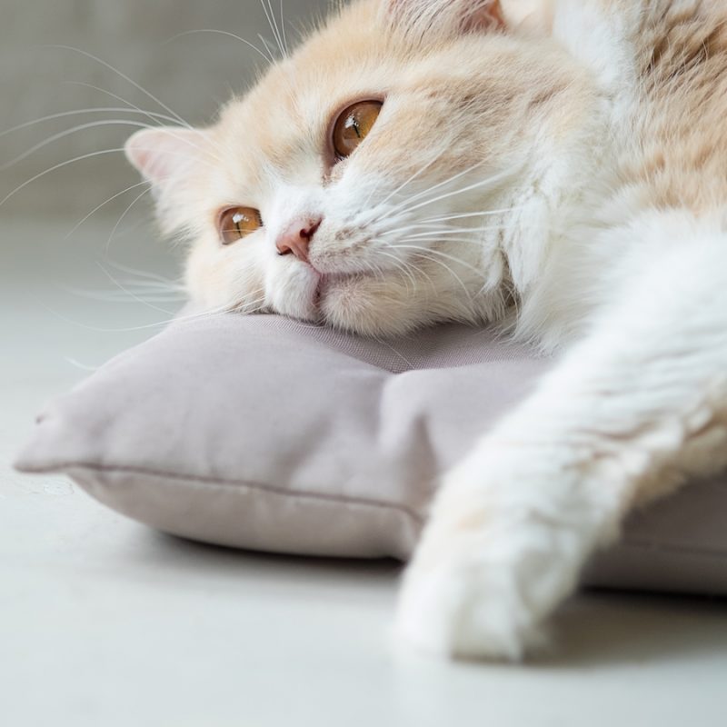 Tìm hiểu các nguyên nhân dẫn đến mèo nhà bạn mắc bệnh