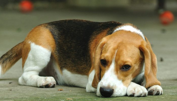 Bệnh parvo ở chó là gì?