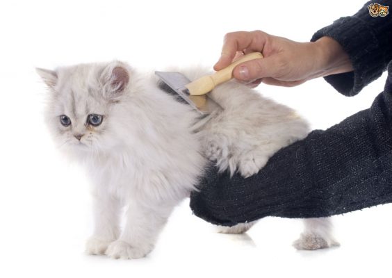 Các phương pháp chăm sóc lông mèo luôn trắng sạch