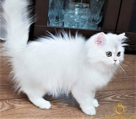 Tổng hợp các tips chăm sóc lông mèo trắng sạch
