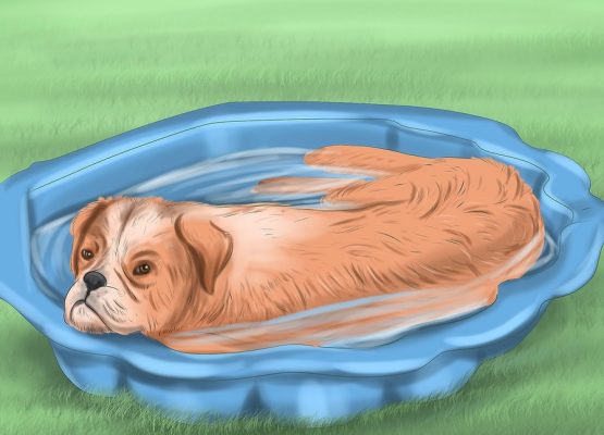 Những chú chó thường thích ngâm mình trong nước để tránh nhiệt độ cao