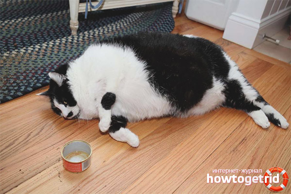 Nguyên nhân mèo mắc bệnh béo phì