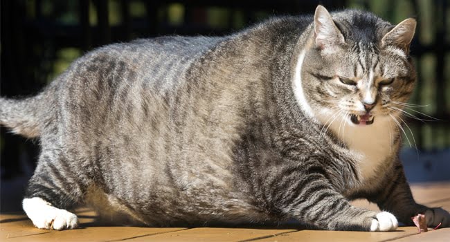 Bệnh béo phì ở mèo là gì? Chúng có nguy hiểm