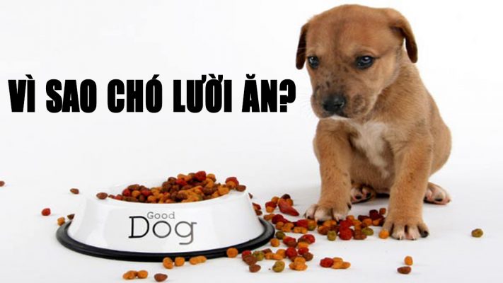 Tìm hiểu nguyên nhân chó cưng nhà bạn tại sao lại biếng ăn?