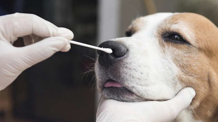 Phòng ngừa bệnh corona trên thú cưng