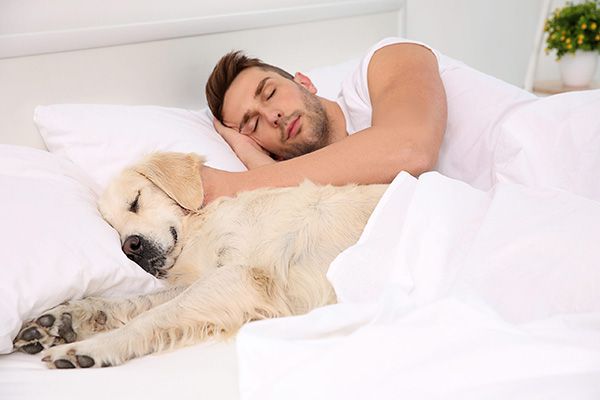 Có nên cho chó ngủ với người không?
