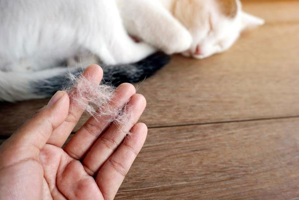 Nguyên nhân gì khiến chó nhà bạn rụng lông