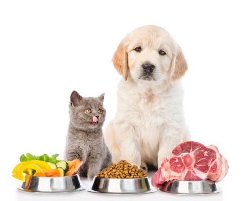 Tạo chế độ ăn uống đầy đủ chất cho thú cưng