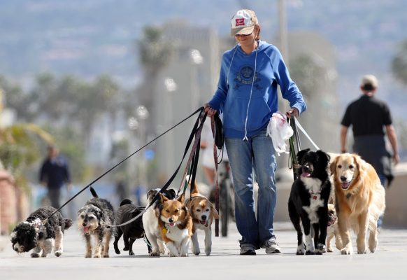 Các mẹo để dắt chó đi dạo lần đầu khi chó chưa thích nghi